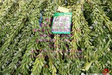 湖北金九昌種業有限公司